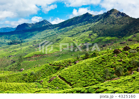 Tea plantations Tea plantations 4325160