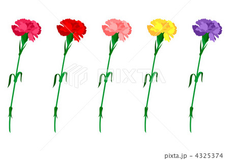 カーネーション カーネーション 4325374