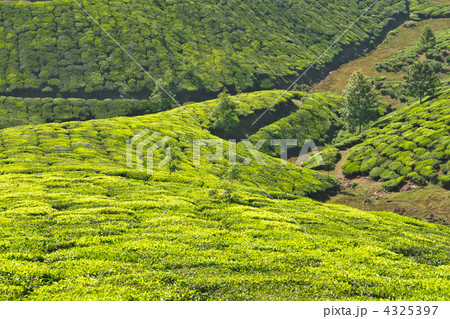 Tea plantations Tea plantations 4325397