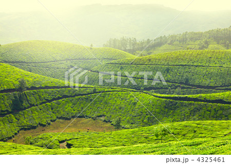 Tea plantations Tea plantations 4325461