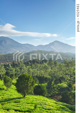 Tea plantations 4325481
