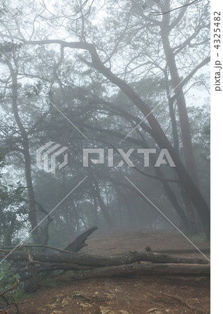 Misty scary forest  in fog 4325482