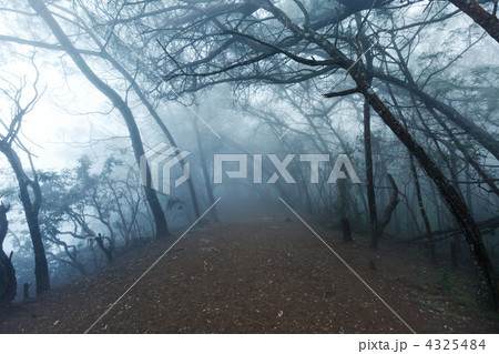 Misty scary forest  in fog 4325484