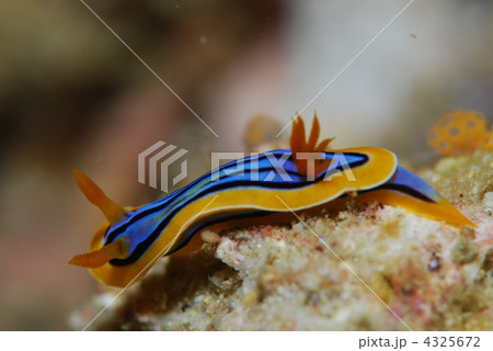 ウミウシ 4325672