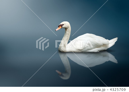 Mute Swan (Cygnus olor) 4325709