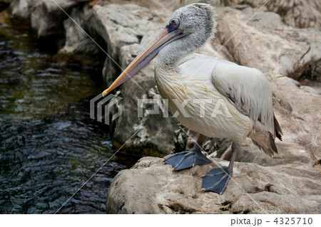Spot-billed Pelican or Grey Pelican (Pelecanus philippensis) Spot-billed Pelican or Grey Pelican (Pelecanus philippensis) 4325710