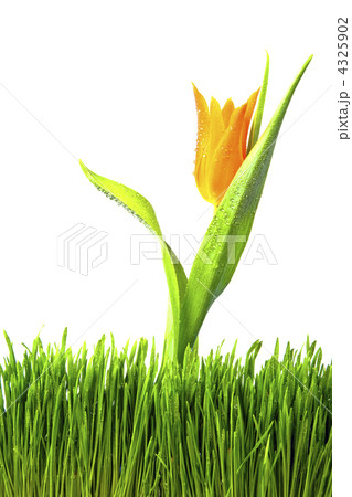 Spring Spring 4325902