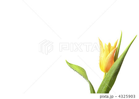Isolated Tulip 4325903
