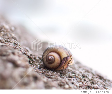 Hermit crab shell 4327470