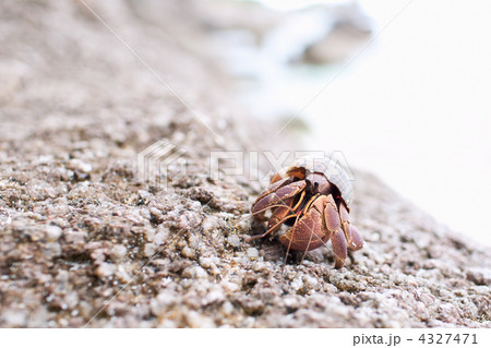 Hermit Crab 4327471