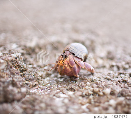Hermit Crab 4327472