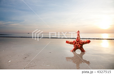 Starfish on the beachfront 4327515