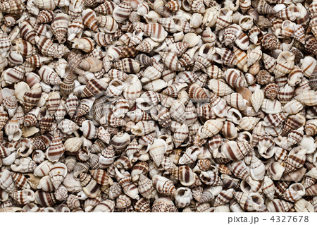 Seashells as background 4327678