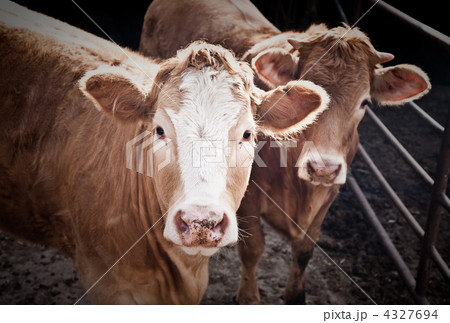 Two Bulls 4327694