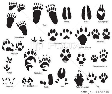 代表する 発言する アドバイス 虎 足跡 イラスト Sayuri Forest Dream Jp