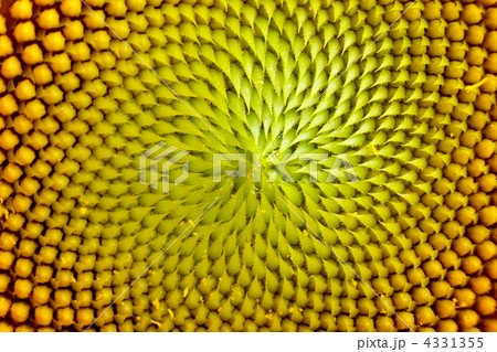 ヒマワリ ヒマワリ 4331355