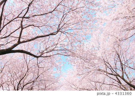 桜 桜 4331360