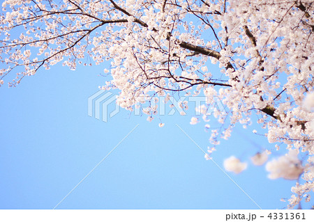 桜 4331361