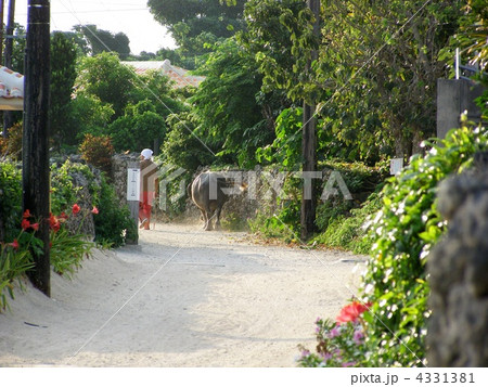 サンゴ礁の白い砂道～竹富島 4331381