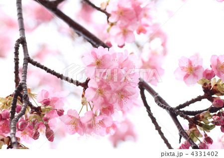 河津桜(上関) 4331402
