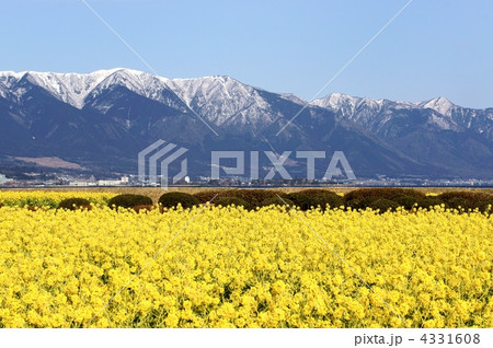 雪の比良山と菜の花 4331608