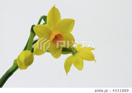 黄色の水仙グランドソレドール 4331889