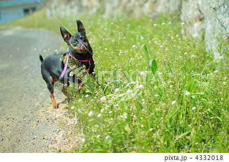 ミニチュアピンシャー ブラックタン 散歩 犬 春 ミニピン 黒犬の写真素材
