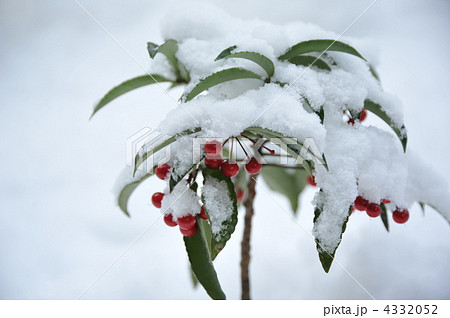 冬の万両 4332052