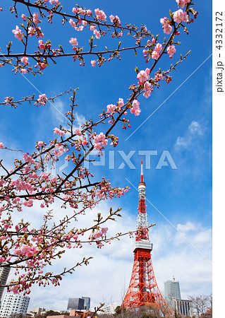 芝公園の咲き初めのサトザクラと東京タワーと青空 4332172