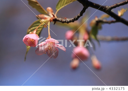東御苑の咲き初めの河津桜 4332175