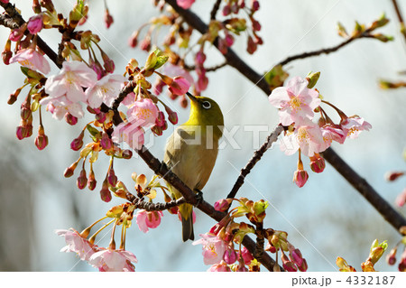 芝公園のメジロと河津桜と青空 4332187