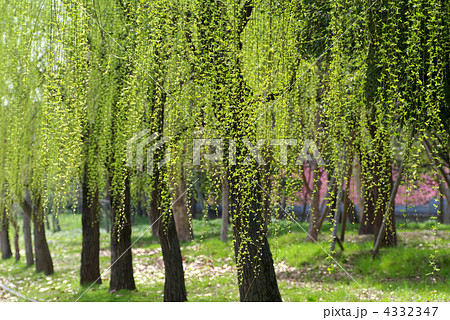 枝垂れ柳 柳 植物の写真素材 枝垂れ柳 柳 植物の写真素材