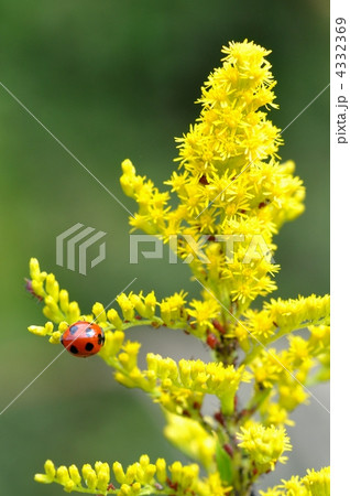 セイタカアワダチソウとてんとう虫 セイタカアワダチソウとてんとう虫 4332369