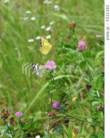 モンキチョウのカップル モンキチョウのカップル 4332382