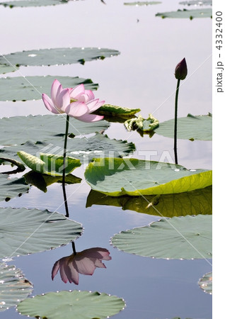 水面に映るハスの花の写真素材