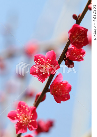 姫千鳥（ひめちどり） 4332501