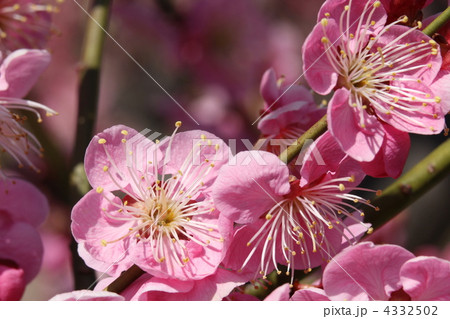 千鳥（ちどり） 4332502