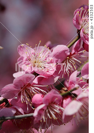 千鳥（ちどり） 4332503