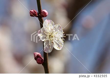 古今集（こきんしゅう） 4332505