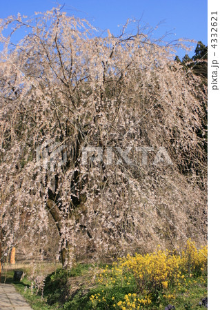 しだれ桜 しだれ桜 4332621