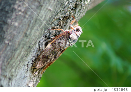 油蝉　今日も暑いです。　鳴き声はもっと暑いです。 4332648