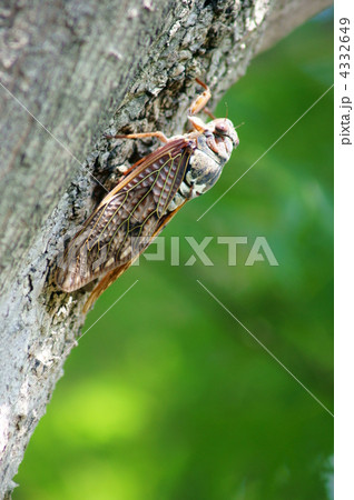 油蝉 今日も暑いです。 鳴き声はもっと暑いです。 油蝉 今日も暑いです。 鳴き声はもっと暑いです。 4332649