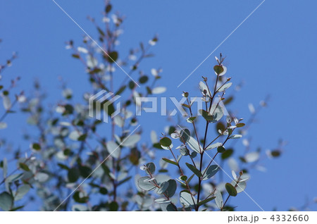 ユーカリ　グニー　　コアラが食べるユーカリではありません。 4332660