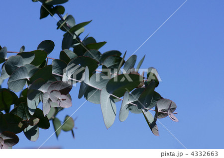 銀丸葉ユーカリ　大きな丸い葉っぱです。 4332663