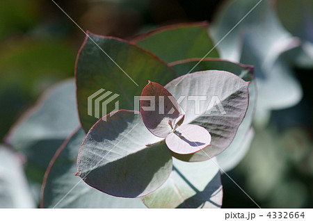 銀丸葉ユーカリ 大きな丸い葉っぱです の写真素材