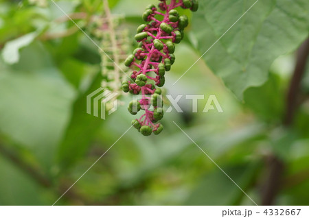 洋種山牛蒡ヨウシュヤマゴボウの若い実 4332667