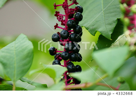 洋種山牛蒡ヨウシュヤマゴボウの熟れた実。　でも食べてはいけません。 4332668