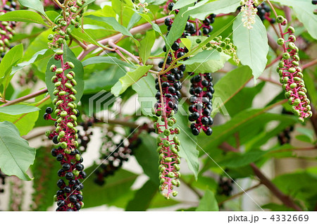 洋種山牛蒡ヨウシュヤマゴボウの実　色がつくと取れません。 4332669