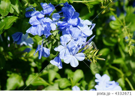 瑠璃茉莉ルリマツリ 見事に満開です。 瑠璃茉莉ルリマツリ 見事に満開です。 4332671