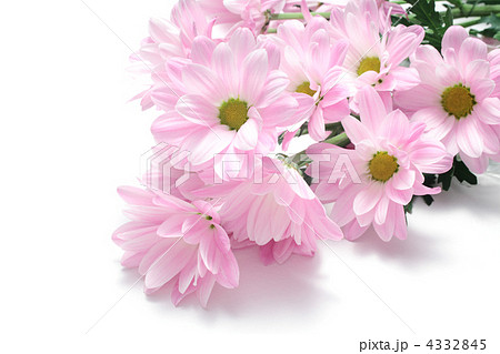 桃色のスプレーマム 4332845